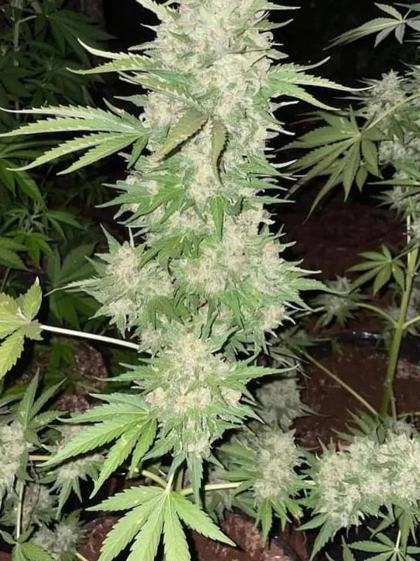 AK 47 - Feminized