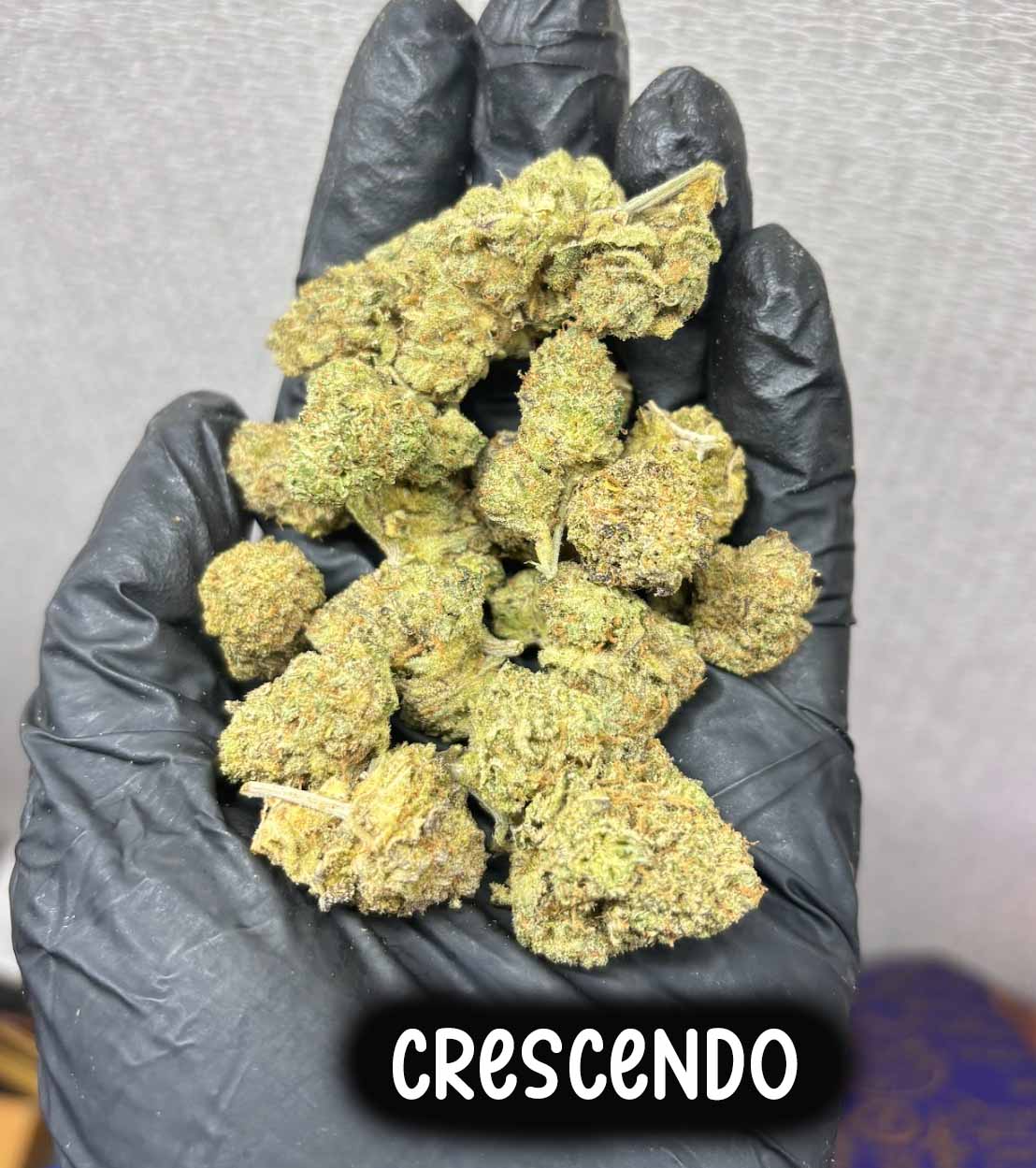 Crescendo (Sativa)